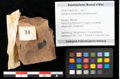 Foto (Objekt + Etikett) von Sphaeria phaseolites Ettingshausen (NHMW-GEO-2024-0188-0034)